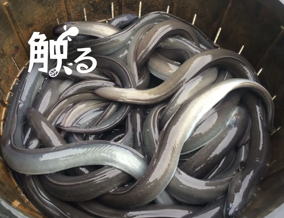 天保うなぎ養鰻場 | 浜名湖 うなぎのお食事、販売、養殖