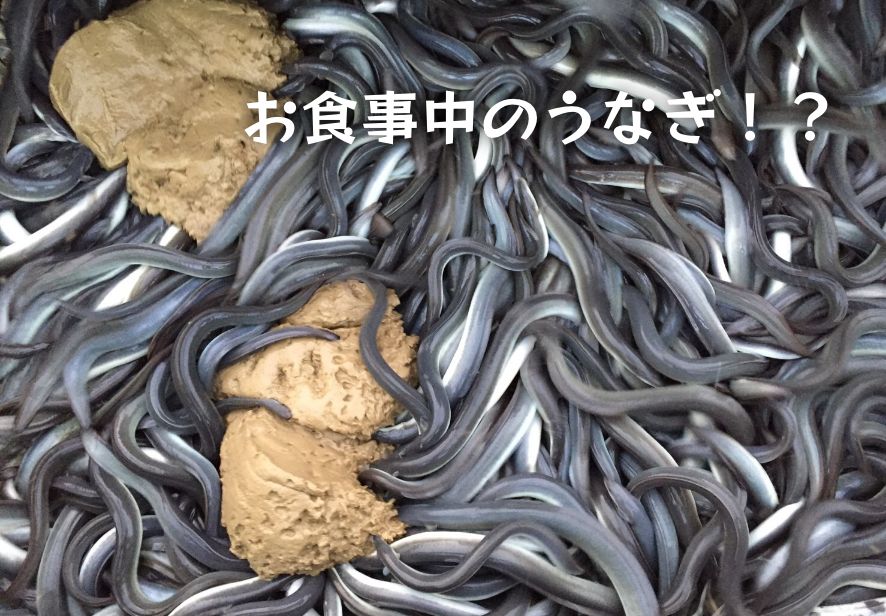 お食事中のうなぎ -img-