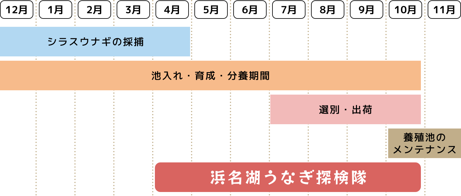 天保の養鰻場年間スケジュール -img-