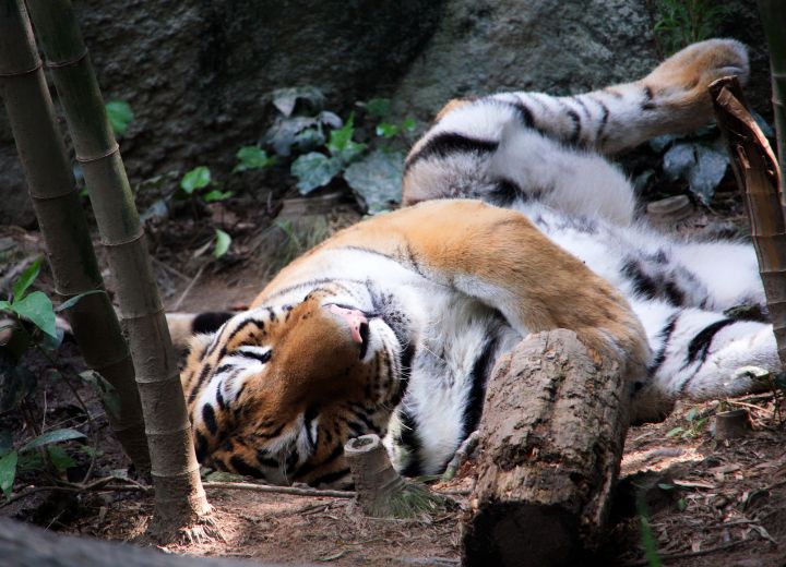 浜松市動物園